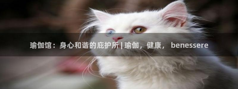 网上哪个平台可以买足球